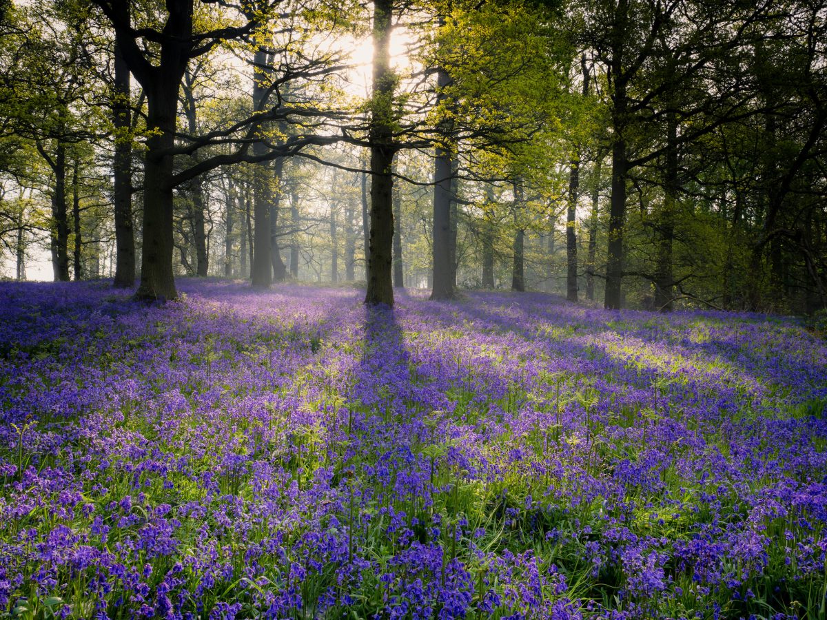 Rural Norfolk