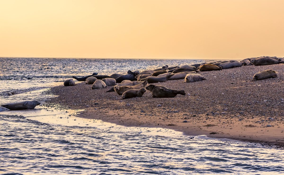 Seal spotting at Blakeney Harbour
