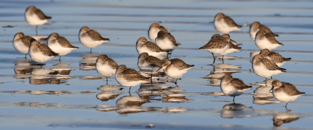 Nature reserves across Norfolk