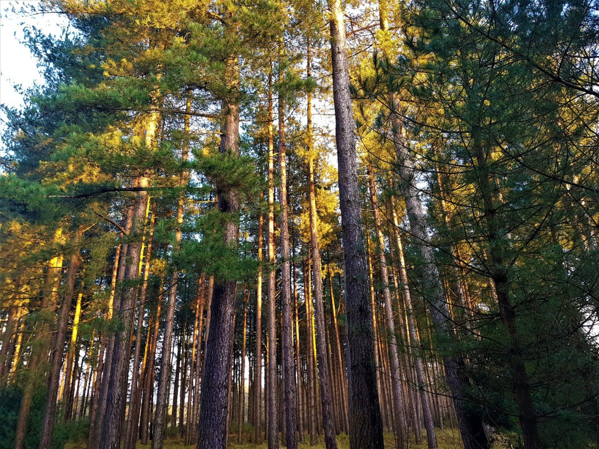Sandringham woods and forest
