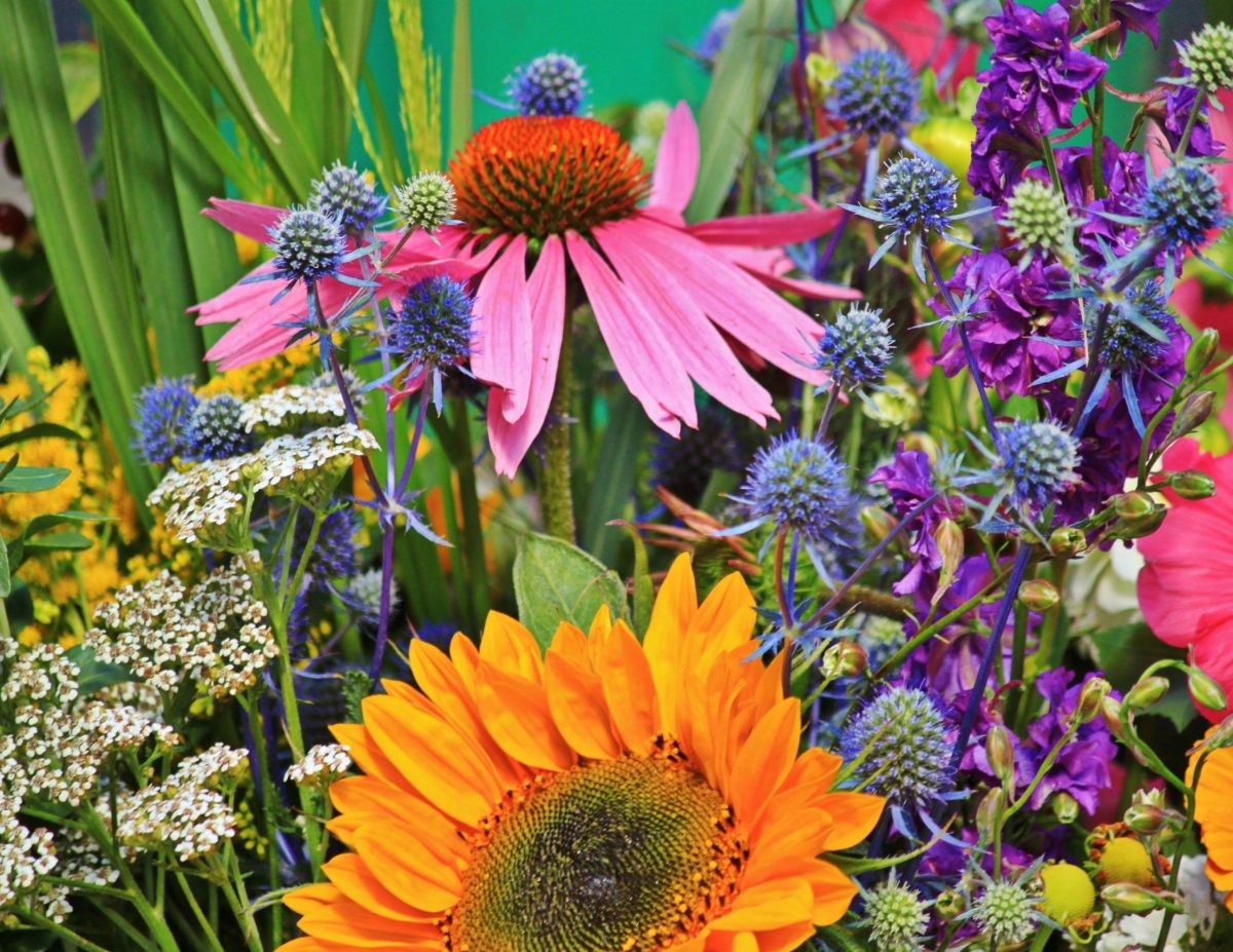 A combination of different colours flowers